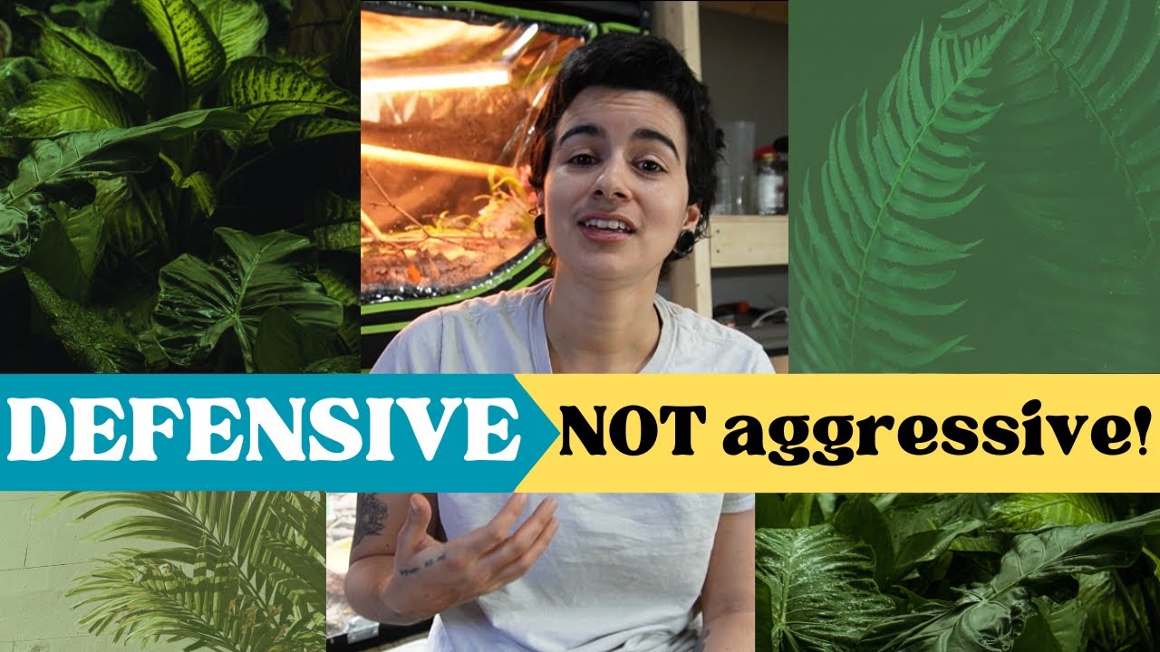 Your Skink is not Aggressive!