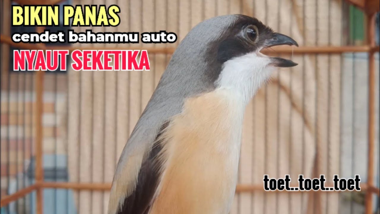 toet toet suara cendet gacor PAGI SIANG SORE sangat efektif buat Pancingan cendet diam agr cpt bunyi