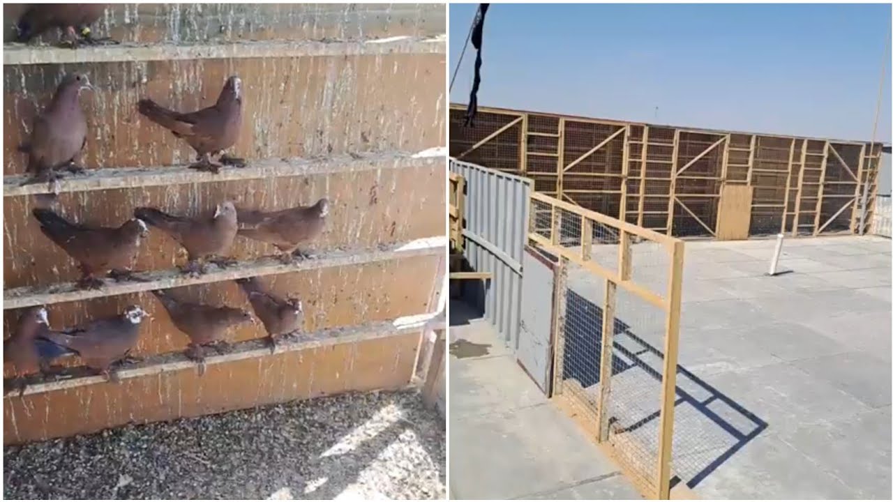 زياره ميدانيه في منطقه الوزيريه يم الكابتن عصام وامير