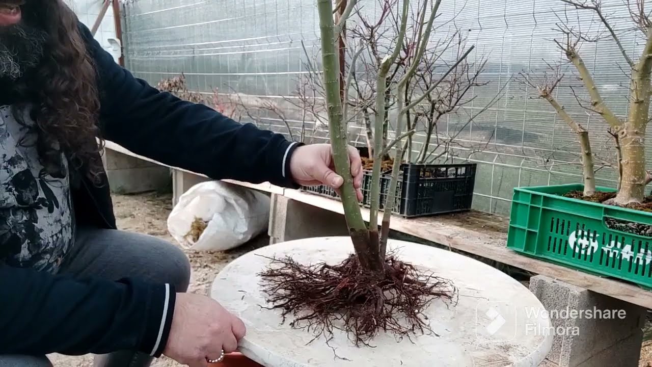 Bonsai de yamamomiji, fusión de troncos