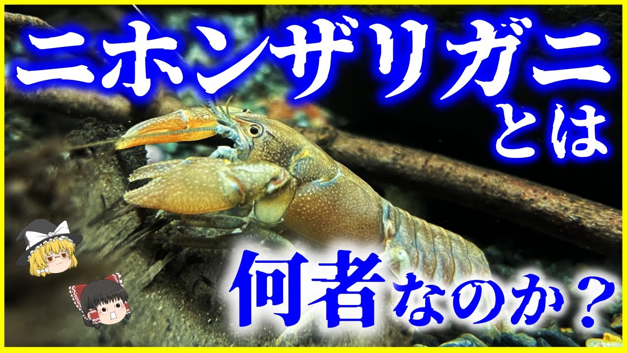 【ゆっくり解説】売買禁止に…絶滅危惧種「ニホンザリガニ」とは何者なのか？を解説/日本在来種のザリガニは何故絶滅しそうなのか？