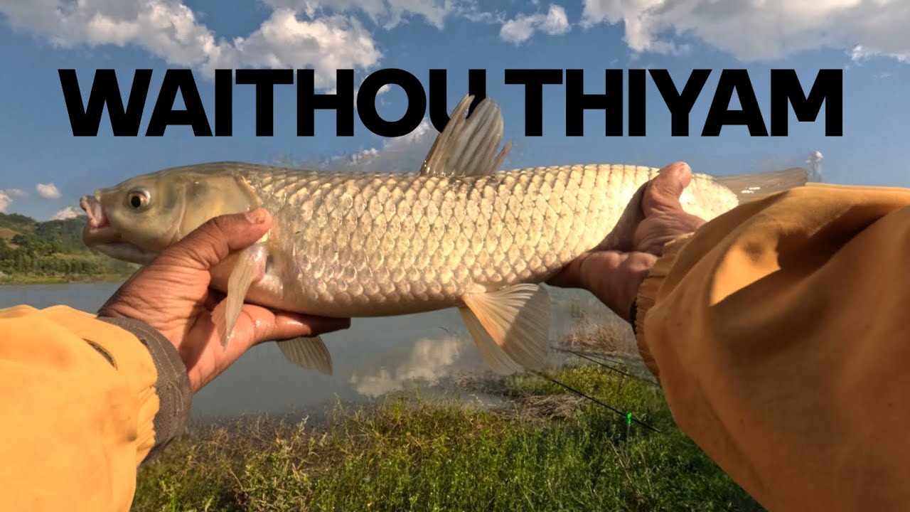 Waithou thiyam da khoi tharuba | Grass carp | Fishing