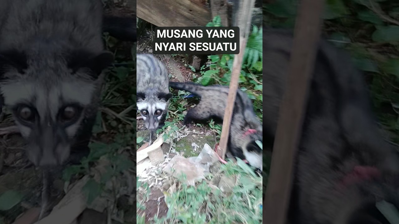 MUSANG