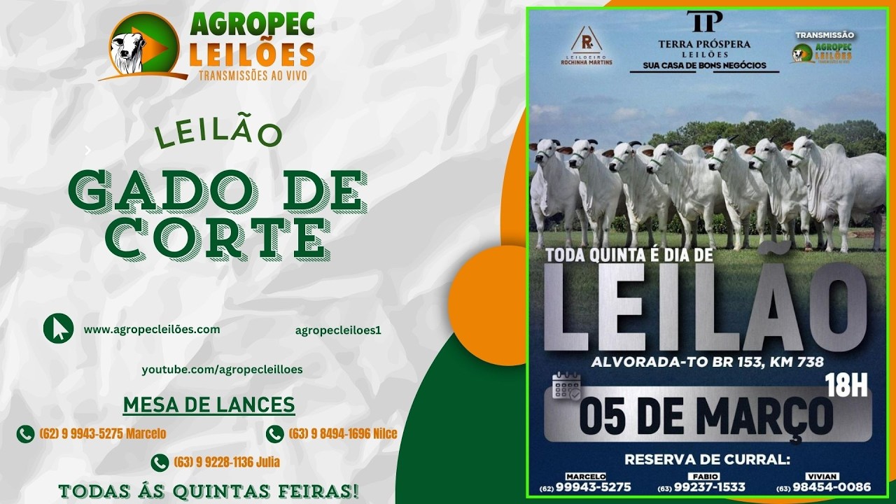agropecleiloes.com LEILÃO GADO DE CORTE | TERRA PRÓSPERA LEILÕES-ALVORADA-TO 05/03/2026