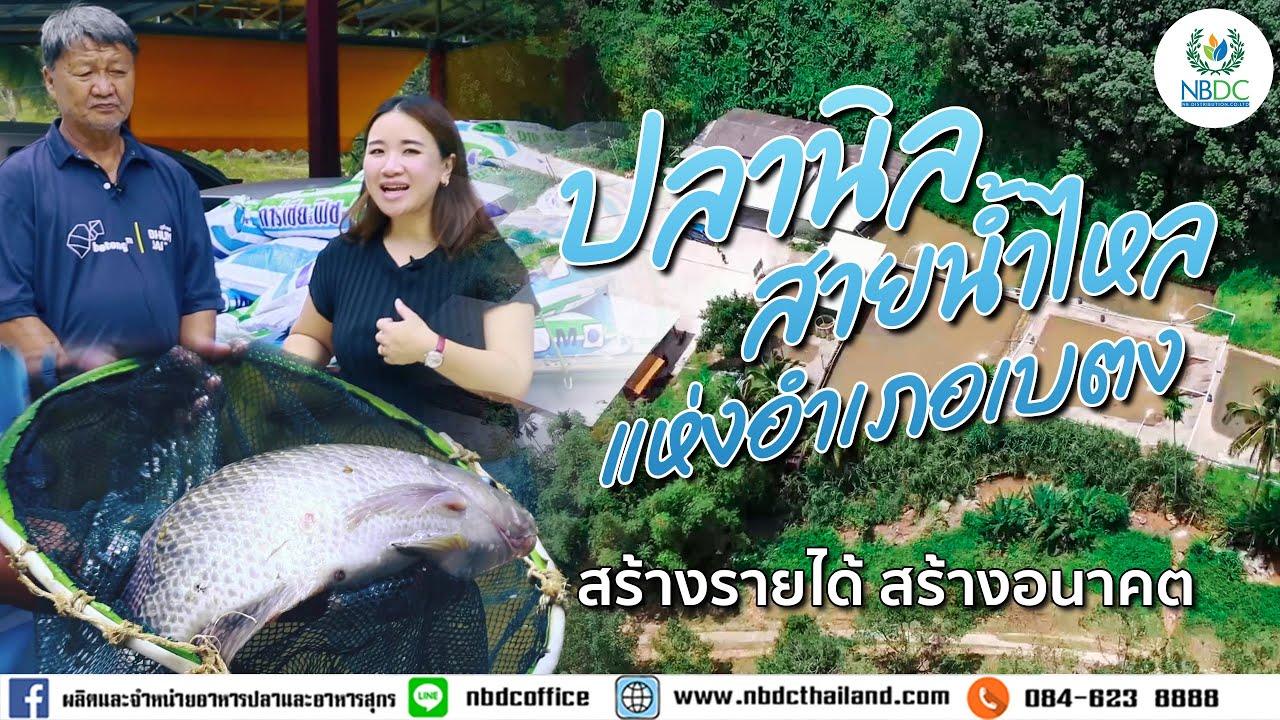 ปลานิลสายน้ำไหล แห่งอำเภอเบตง จังหวัดยะลา โตไวด้วยระบบการเลี้ยงน้ำหมุนเวียน และอาหารปลาการ์เซียส์