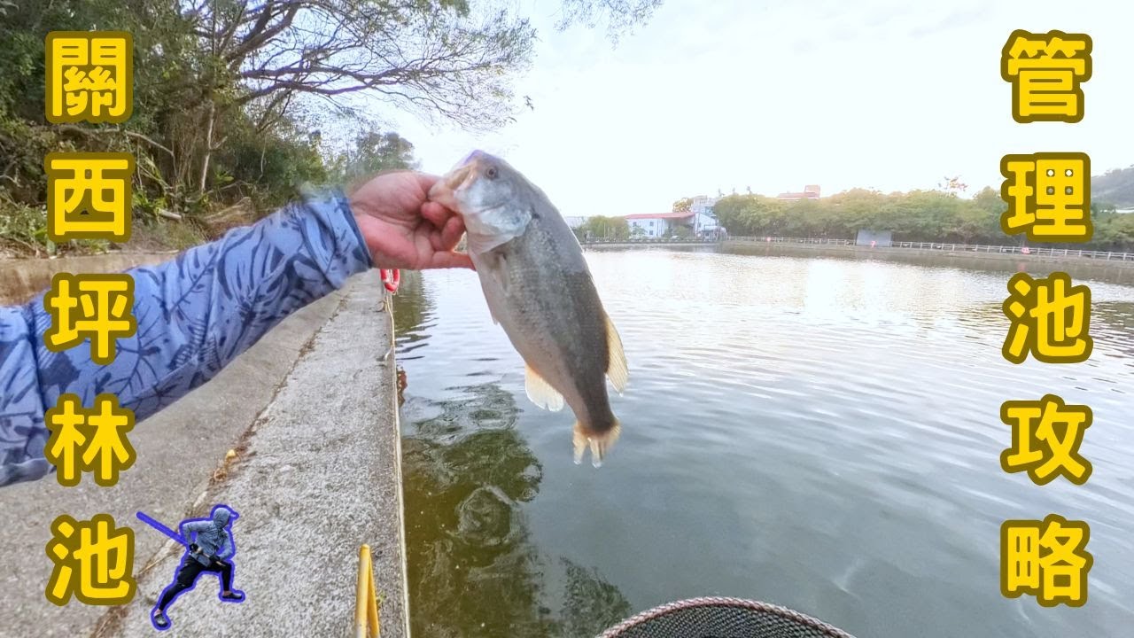 賽門哥的管理池攻略分享 - 關西坪林路亞池 25-01-26 #lurefishing #bassfishing #softbaits #shimano #路亞黑鱸 #daiwaairedge