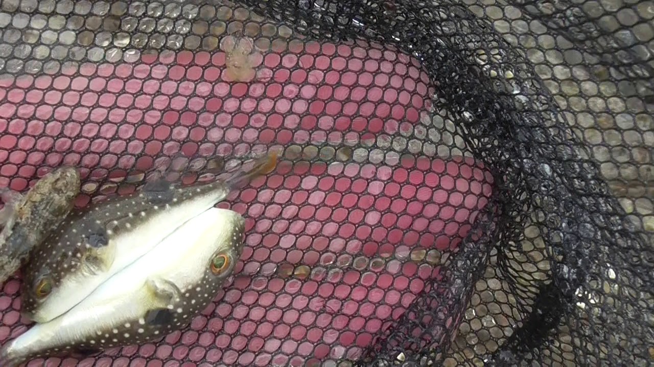 タイドプールのフグ仔魚。釣り人には、ラインを噛み切る憎たらしい存在ですが、小さいと可愛いものです。干潮時にできる潮だまりには多数の魚、エビ、カニ、やどかり、貝類等々が生息しています。