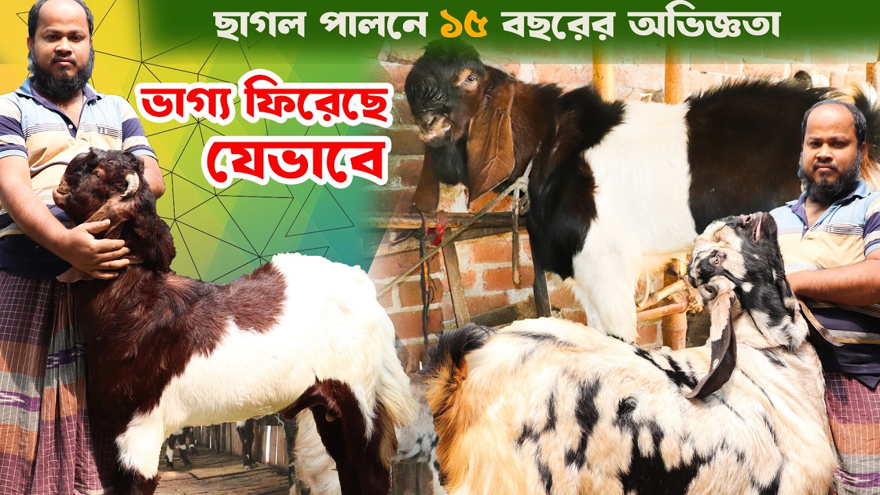 ছাগল পালনে ১৫ বছরের অভিজ্ঞতা ভাগ্য ফিরেছে যেভাবে ... উন্নত ছাগল পালনে কৌশল। goat farming