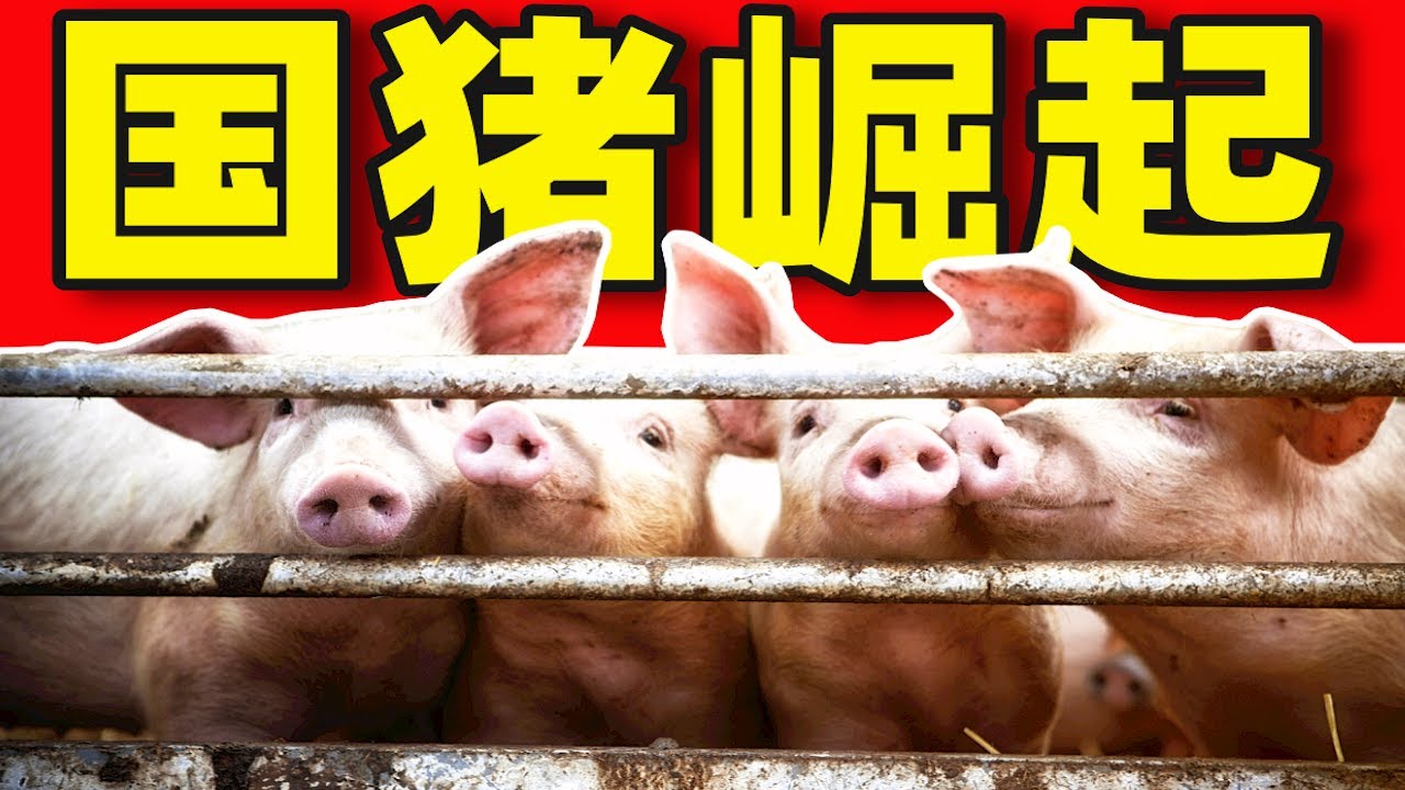 全世界都在吃中国猪？为什么猪肉不香了？中国养猪简史【一条闲木鱼】