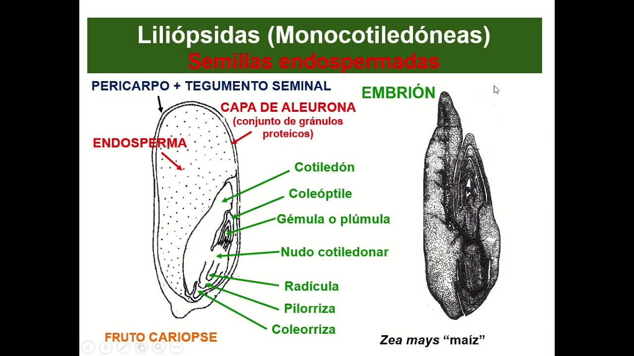 Clase 2 Semilla y Pl&aacute;ntula