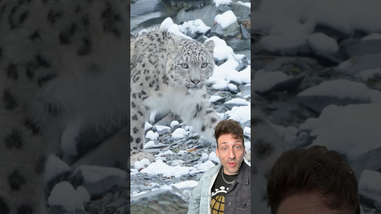 The Snow Leopard is INSANE