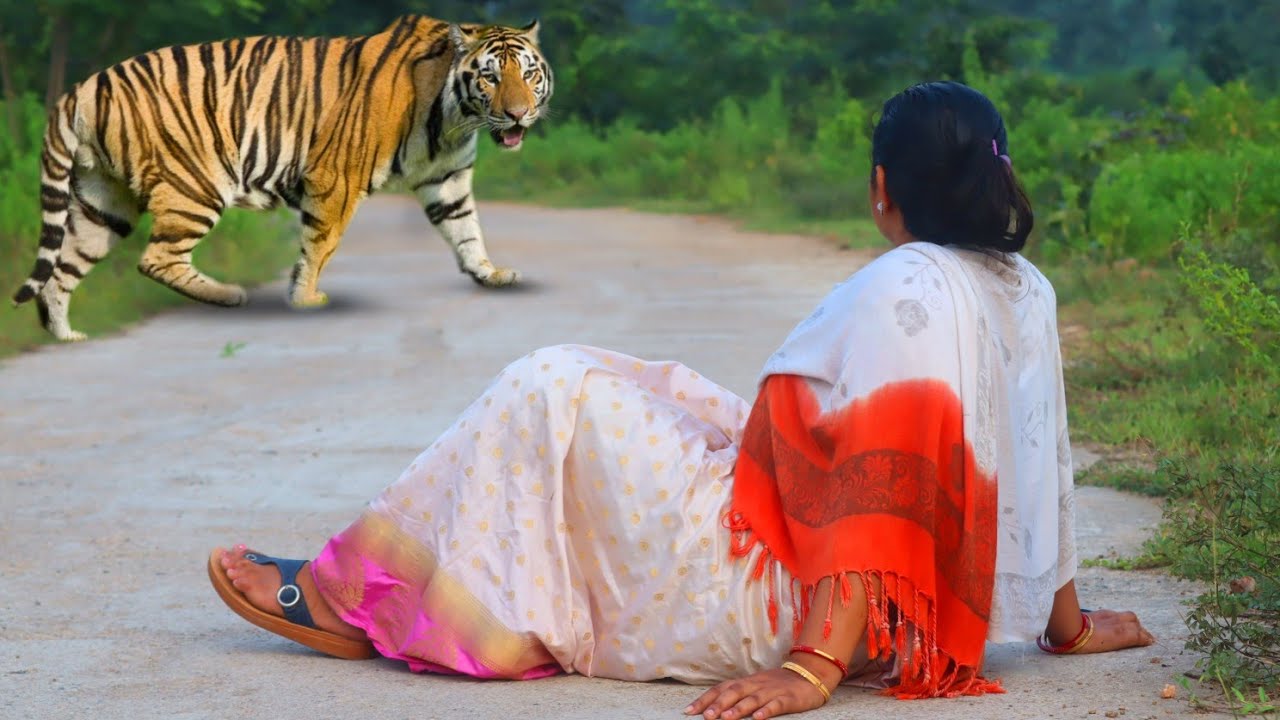 TIGER ATTACK GIRL IN THE FOREST🌲| TIGER ATTACK STORIES VIDEO | ROYAL BENGAL TIGER 2