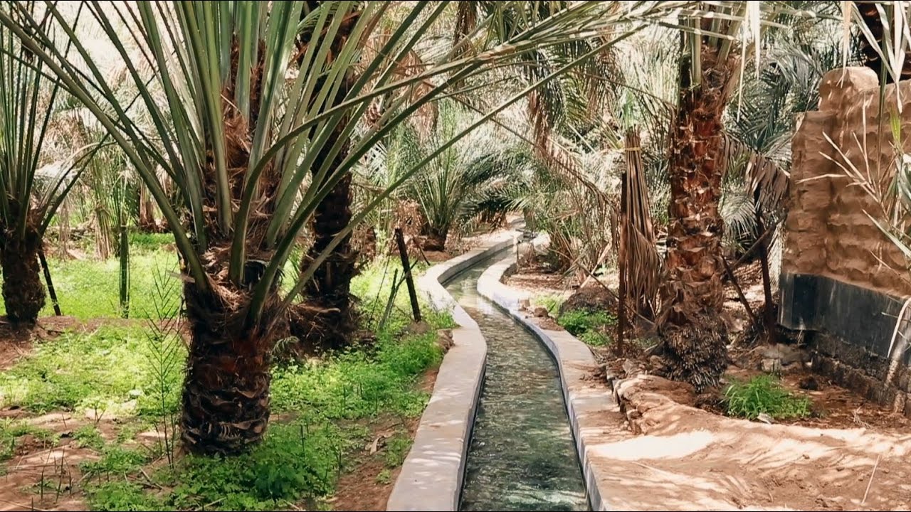 واحة العين.. رحلة التراث بين أشجار النخيل