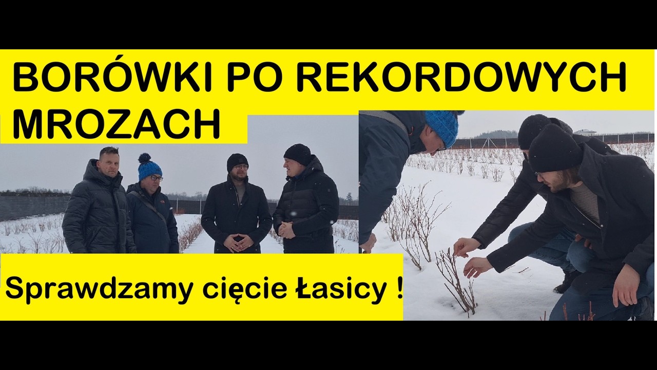 Уничтожат ли сильные морозы чернику? Марсели проверяет обрезку Павла Ласицы!