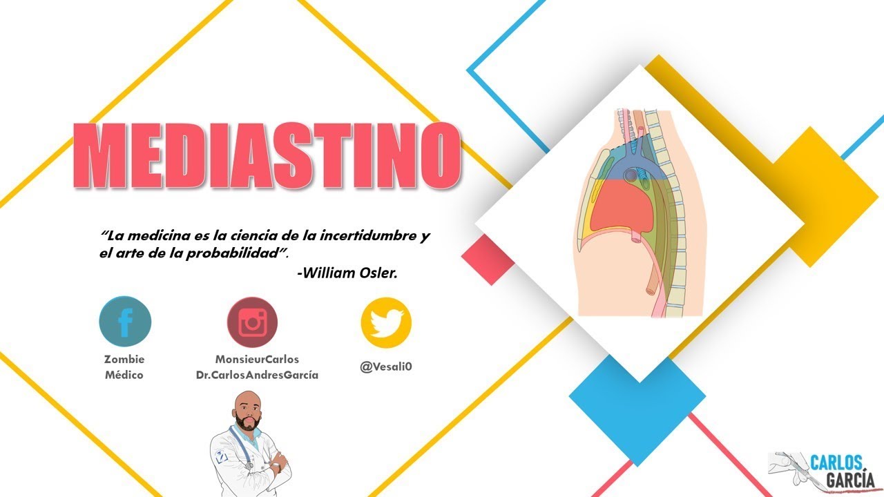 Anatomía - Mediastino (Superior, Anterior, Medio y Posterior, División, Contenido)