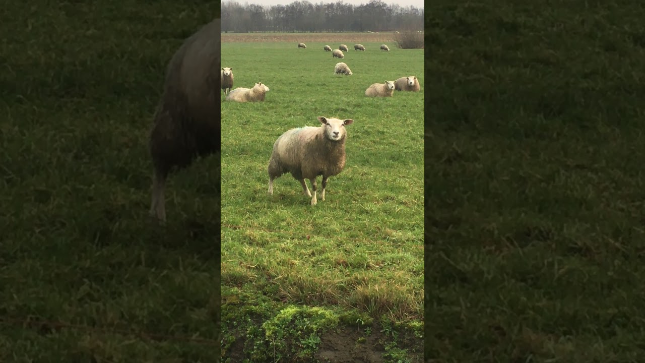 Schaap hoestend