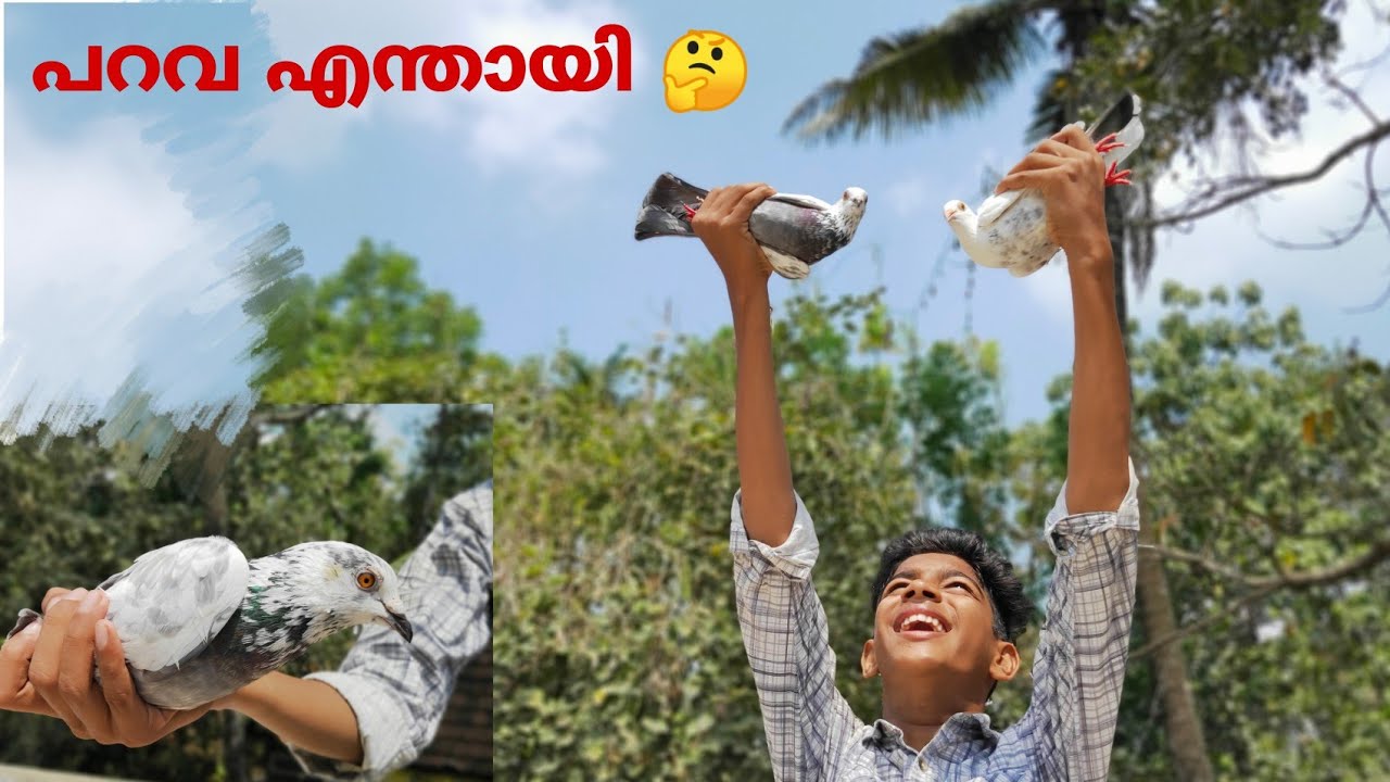 പറവ എന്തായി 🙄🥺|Loftile വിശേഷം