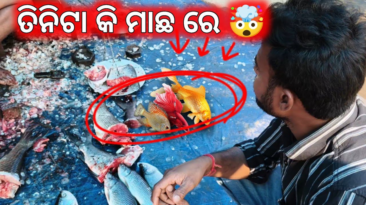 ତିନିଟା କି ମାଛ ରେ 🤯#viralvideo #fish #odiavolg #explore #odiavolg #odia #shaktivlog11