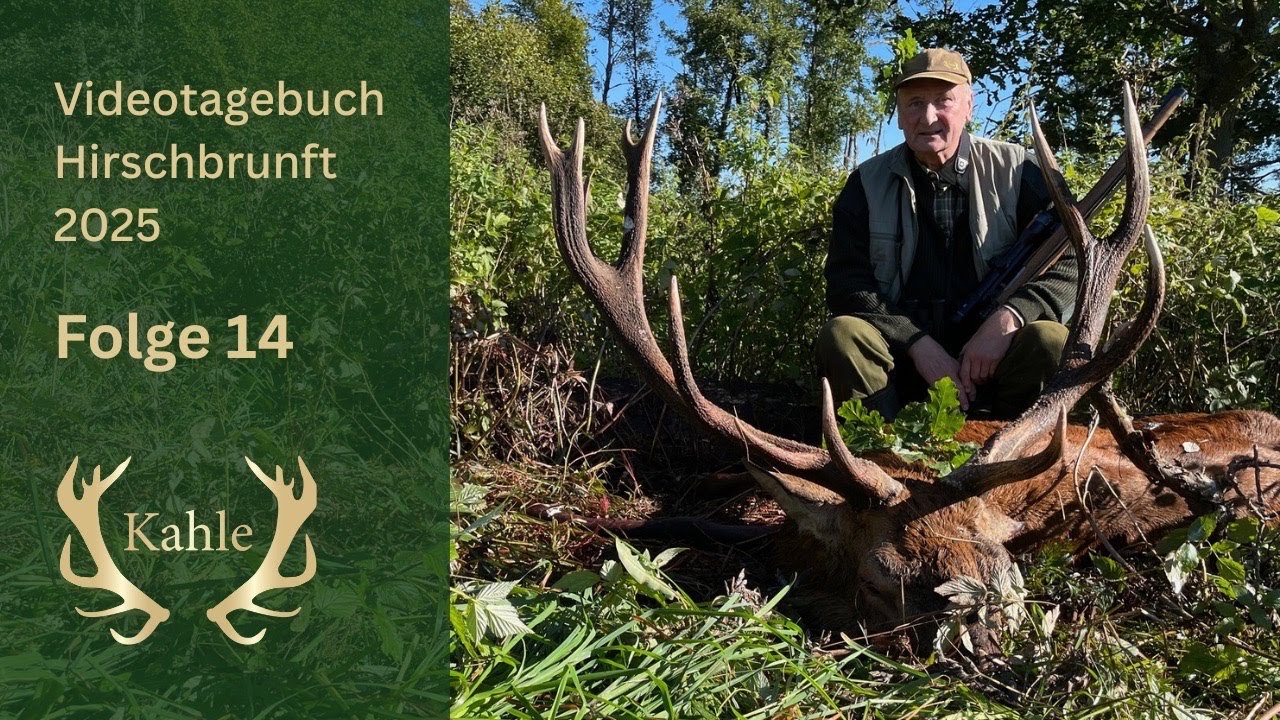 Kapitaler Hirsch am letzten Tag erlegt! Hirschbrunft in Masuren / Polen | Tag 14