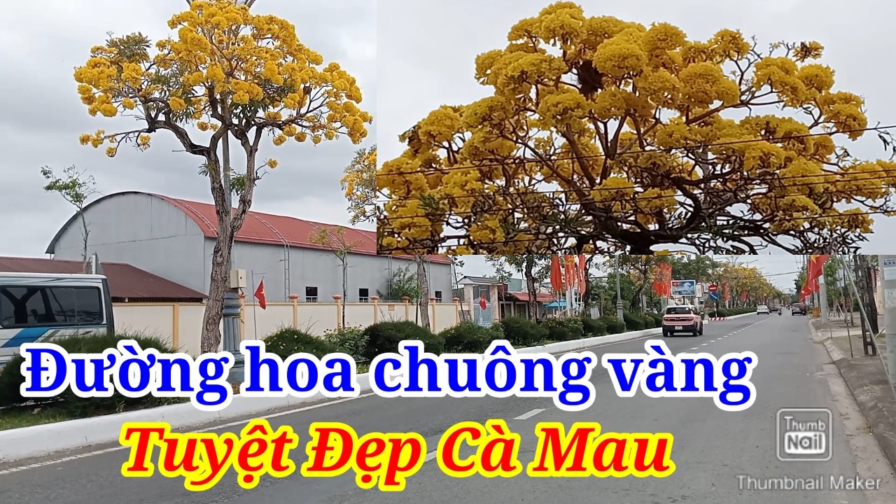 BẤT NGỜ Đường Hoa Chuông Vàng Ở Cà Mau Tuyệt Đẹp Hiếm Có Trong 1 Năm