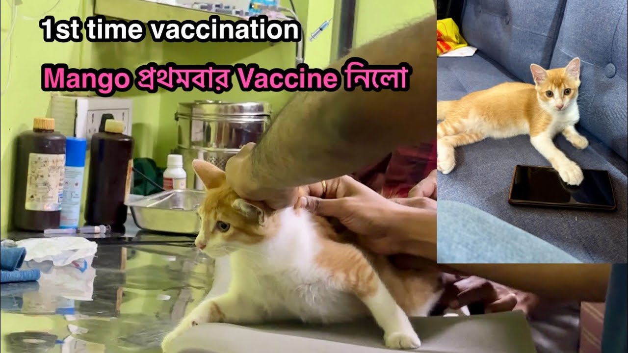 Mango র প্রথমবার vaccine হলো || 1st vaccination of Rabies || Mango_n_mommy