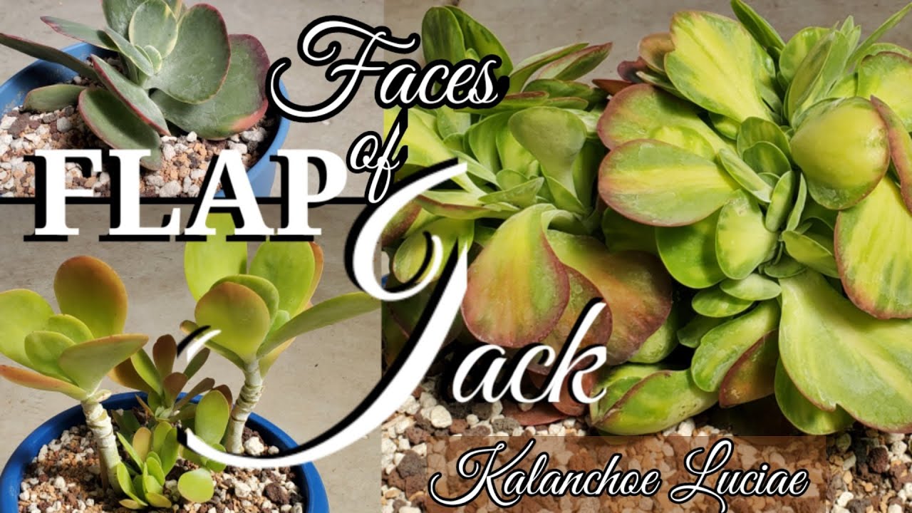FLAPJACK/KALANCHOE LUCIAE/PADDLE PLANT care and  propagation . 