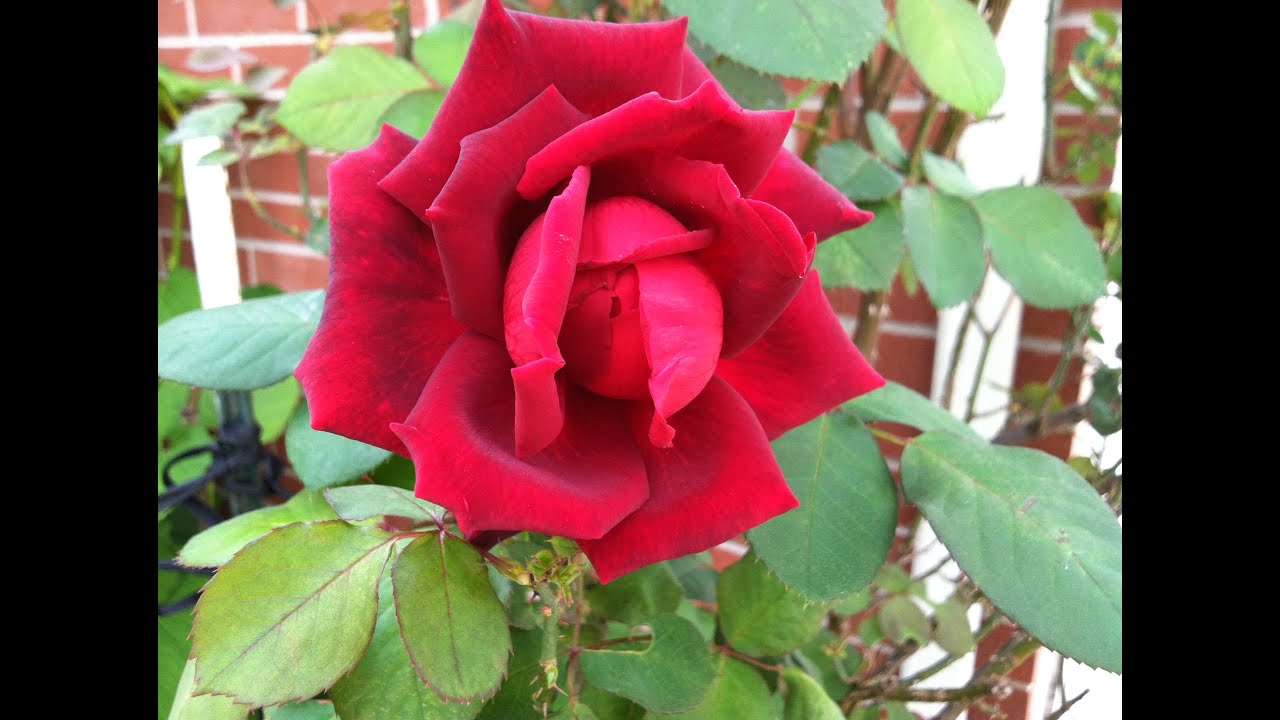 Rosa de latas de Aluminio/How to Make Coke Can Rose