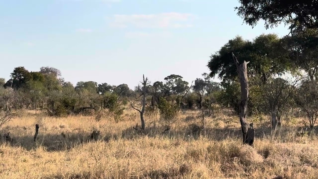 Botswana, Okavango Delta, Khwai River - Martial Eagle swoops in on mob of Mongooses - Aug 2025