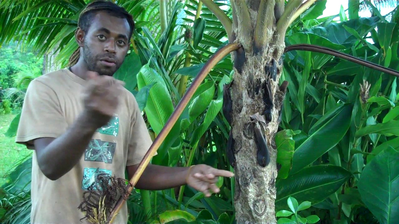VANUATU&mdash;useful plants of Aneityum (Keamu) Island