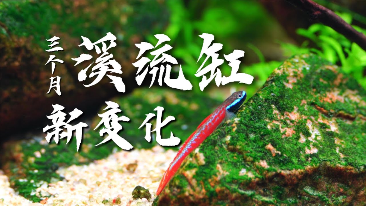 三个月后，原生溪流缸的新变化，和新买的鱼~