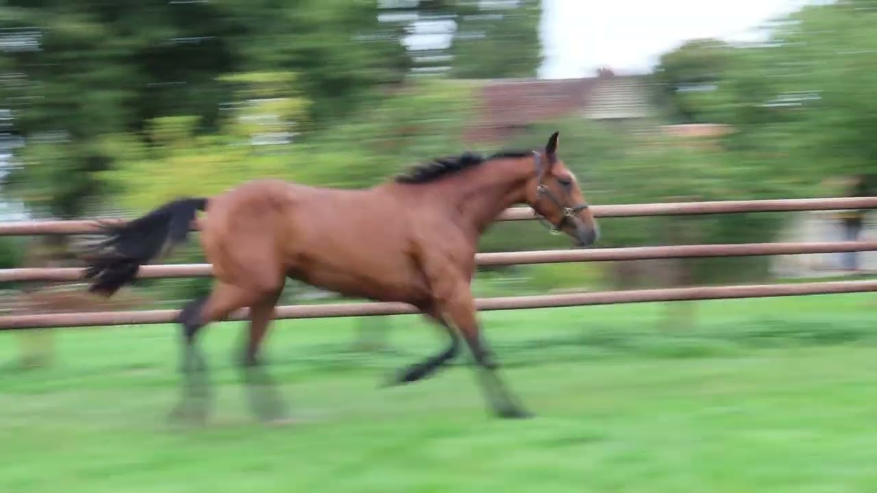 Vidéo LOT 465 OXYDIA DE VIVE Ventes de Trotteurs de Caen - 23 septembre 2025