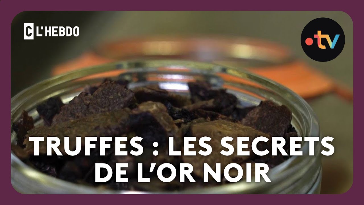 Truffes : les secrets de l&rsquo;or noir  - Merci ou non merci de Victor Dekyvere - C l&rsquo;hebdo