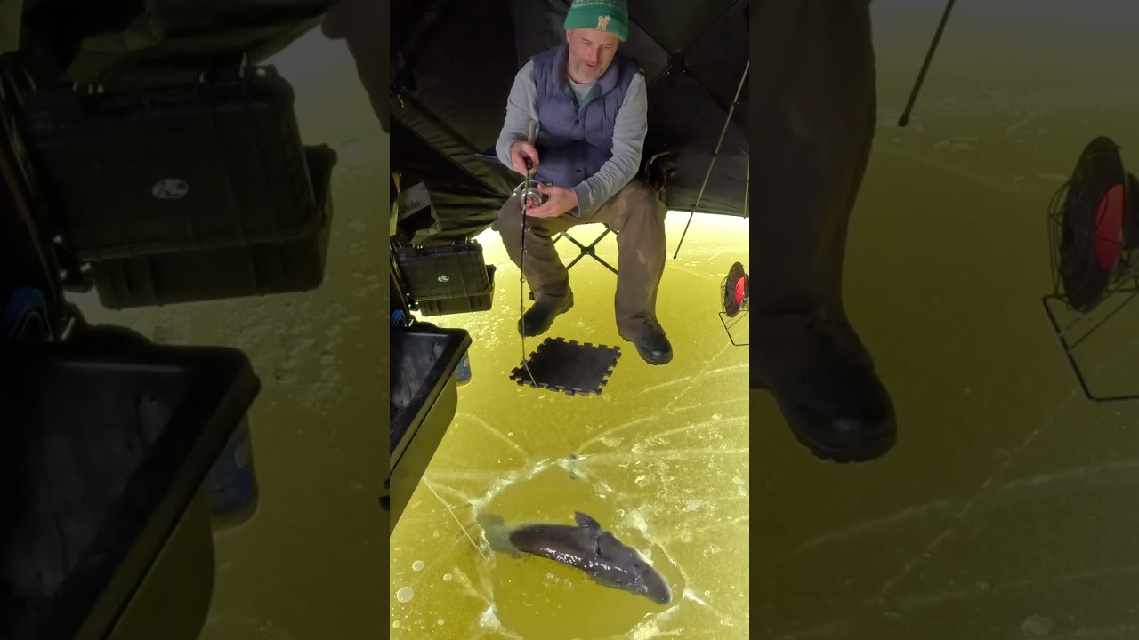 Sturgeon Jumps Through Ice Hole #shorts