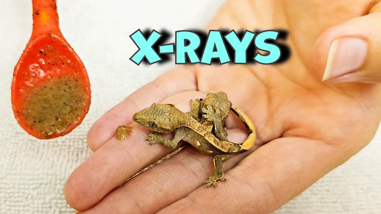 Picking The Name For Our 2 Headed Gecko!!
