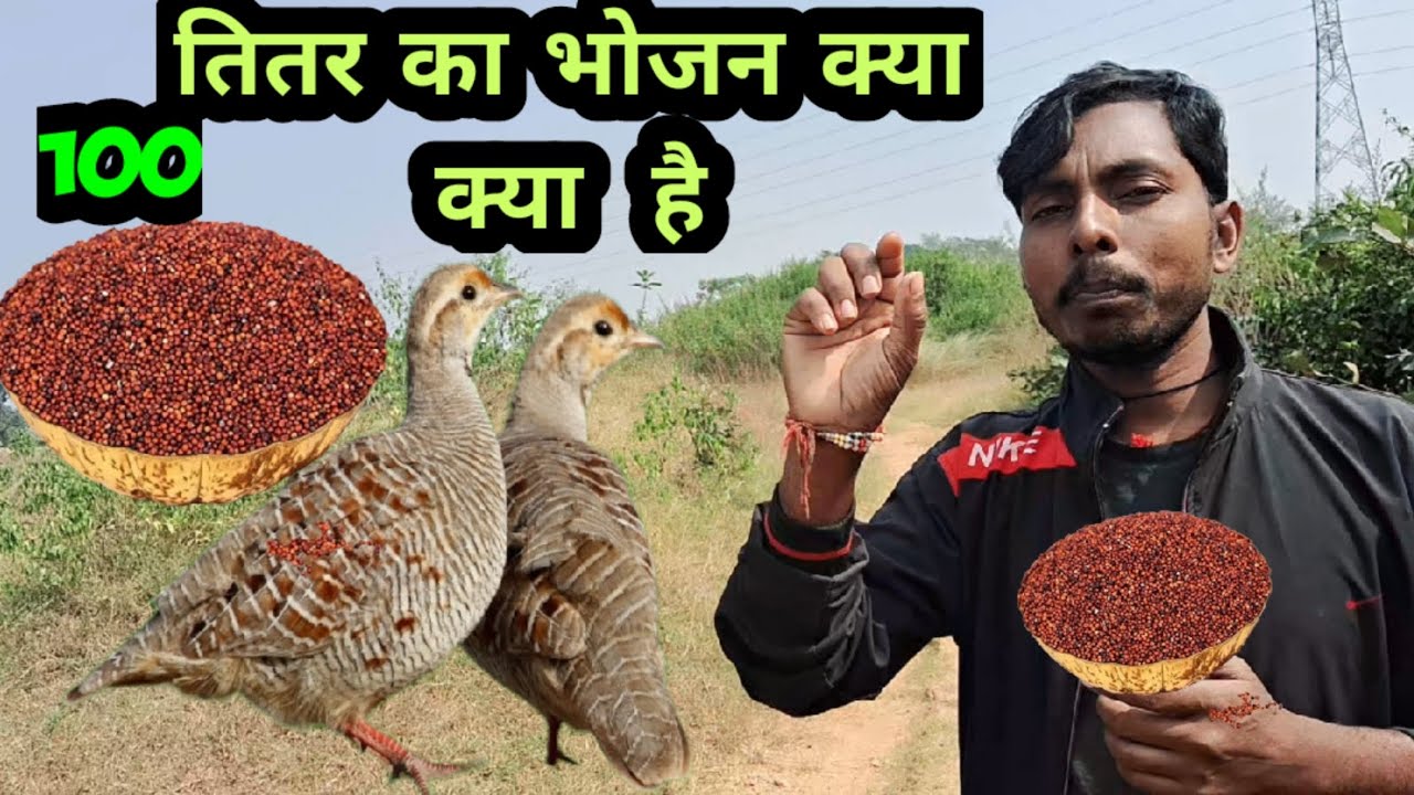 तितर का भोजन क्या क्या है | Teetar ka Bhojan kya kya hai | grey francolin | pheasant khorak