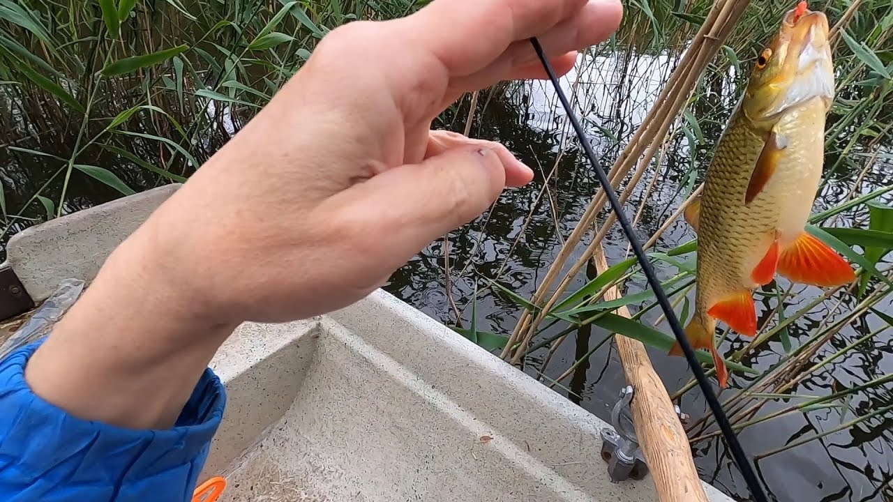 Hoitokalastusta ongella