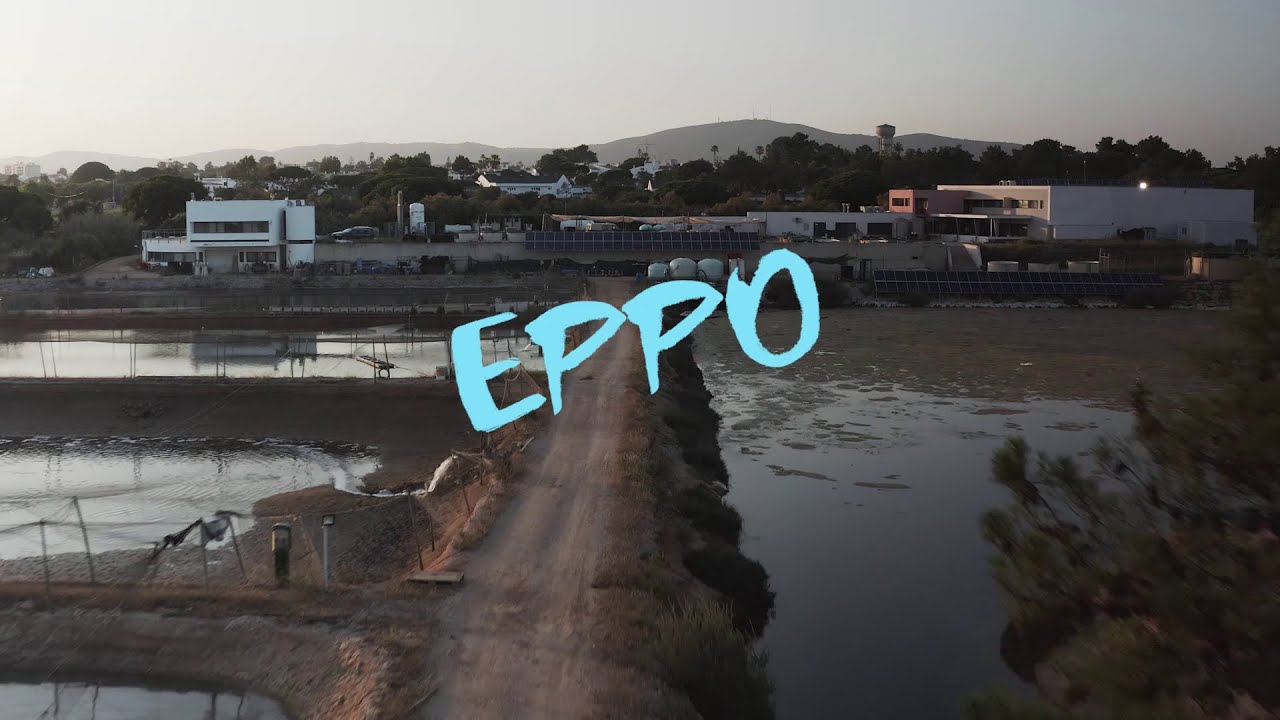 EPPO em Ação/ EPPO in Action - julho, 2020