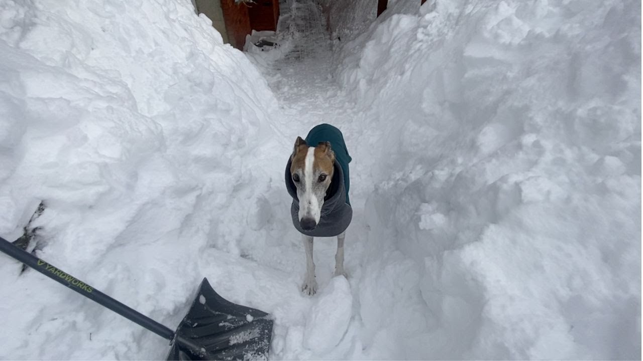 Loyal greyhound *helps* shovel after INSANE winter storm