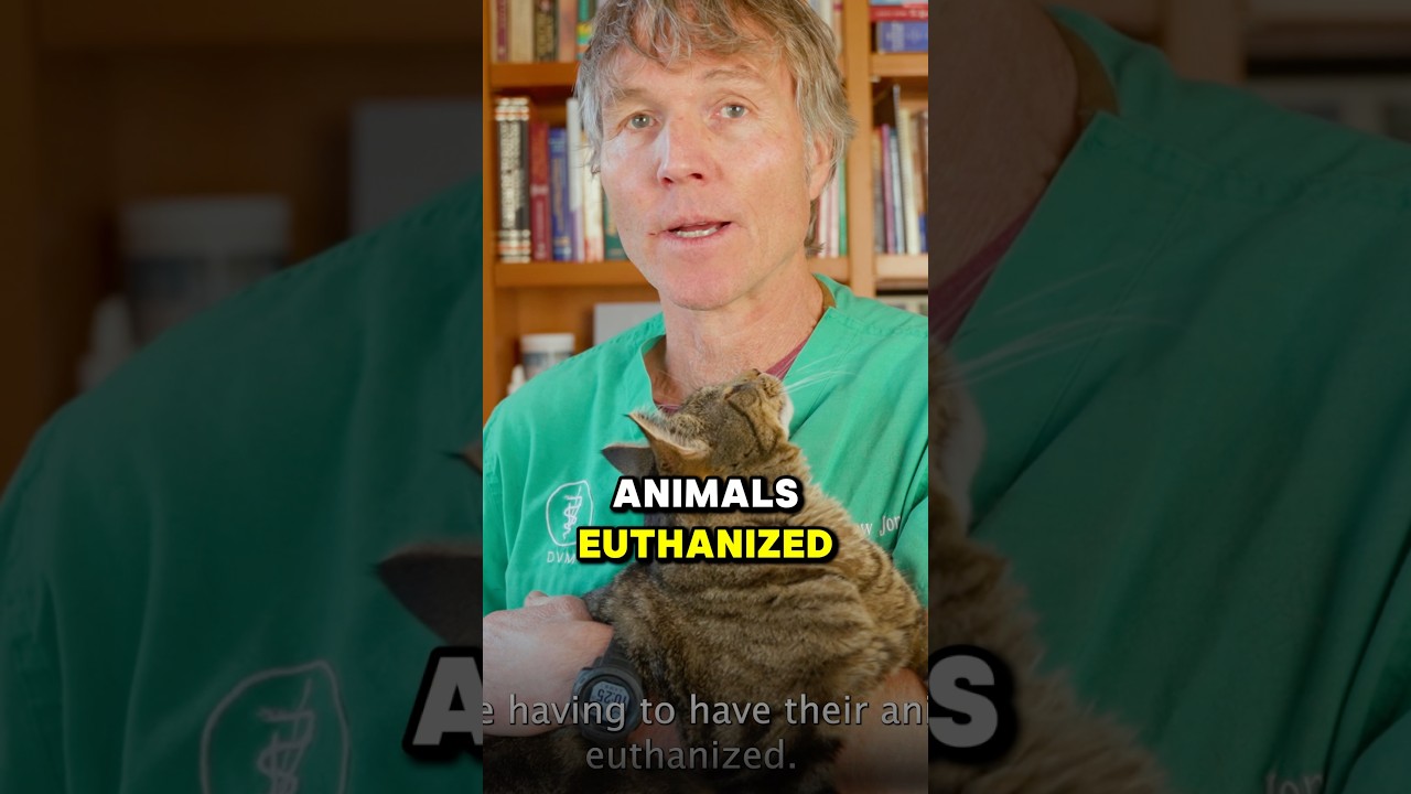 The Corporate Takeover Of Veterinary Medicine Is Costing You More