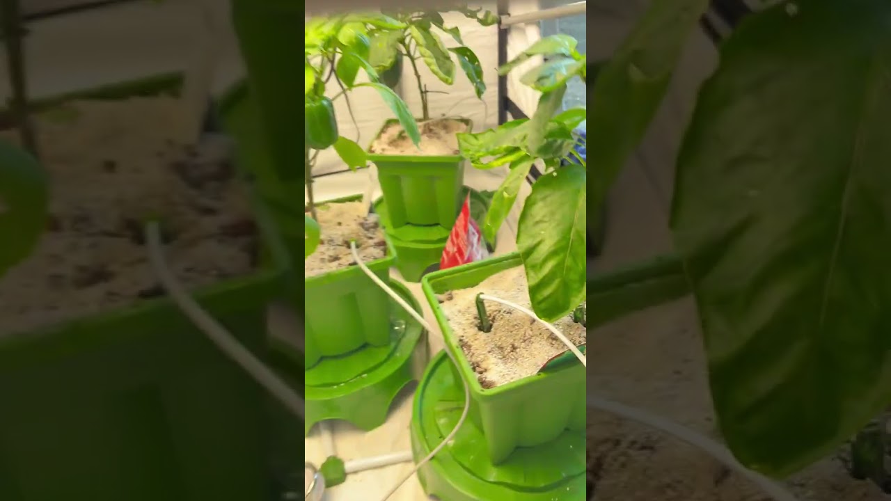 Cleaner Lines, Healthier Plants 🌱  FloraFlex Flush Valve for Hydroponic Irrigation