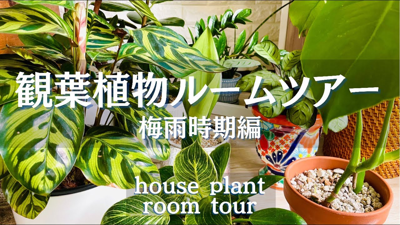 【観葉植物】梅雨のルームツアー/新芽ラッシュ