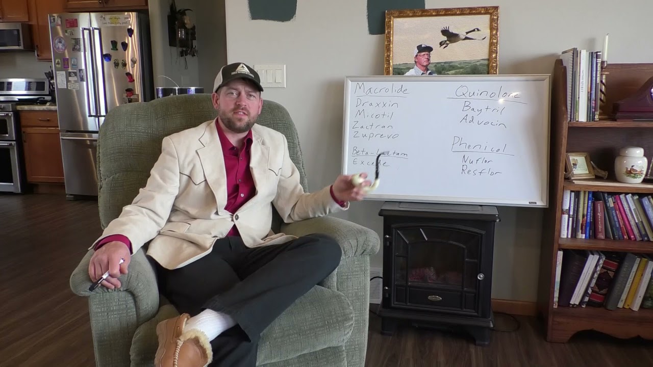 What's the Best Treatment for Pneumonia in Calves