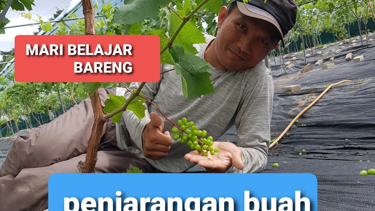 belajar bareng penjarangan buah anggur agar hasil maksimal.