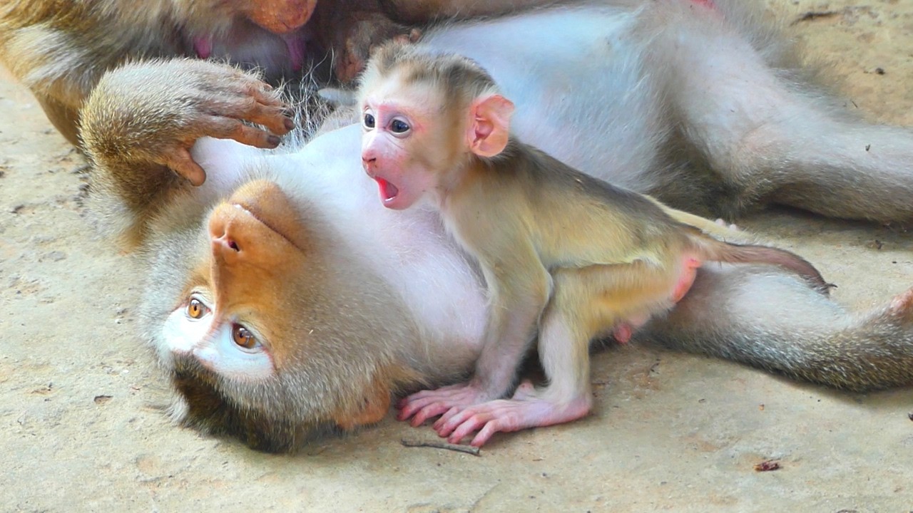 Updated Baby little Levy and mother Libby Progress