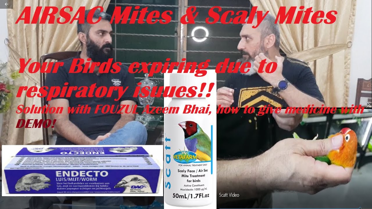 Air Sac Mites & Scaly mites in Love birds|| PREPARE FOR BREEDING SEASON || Scatt || WHY Birds Die!