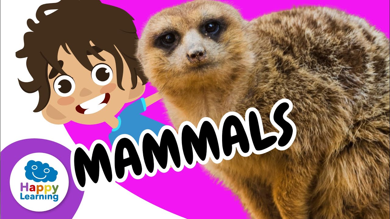 🐾 Amazing MAMMALS Characteristics and Types Explained | Educational Videos | 