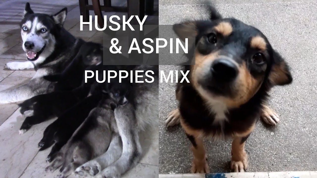 PUPPIES! ASONG PINOY mix with SIBERIAN HUSKY