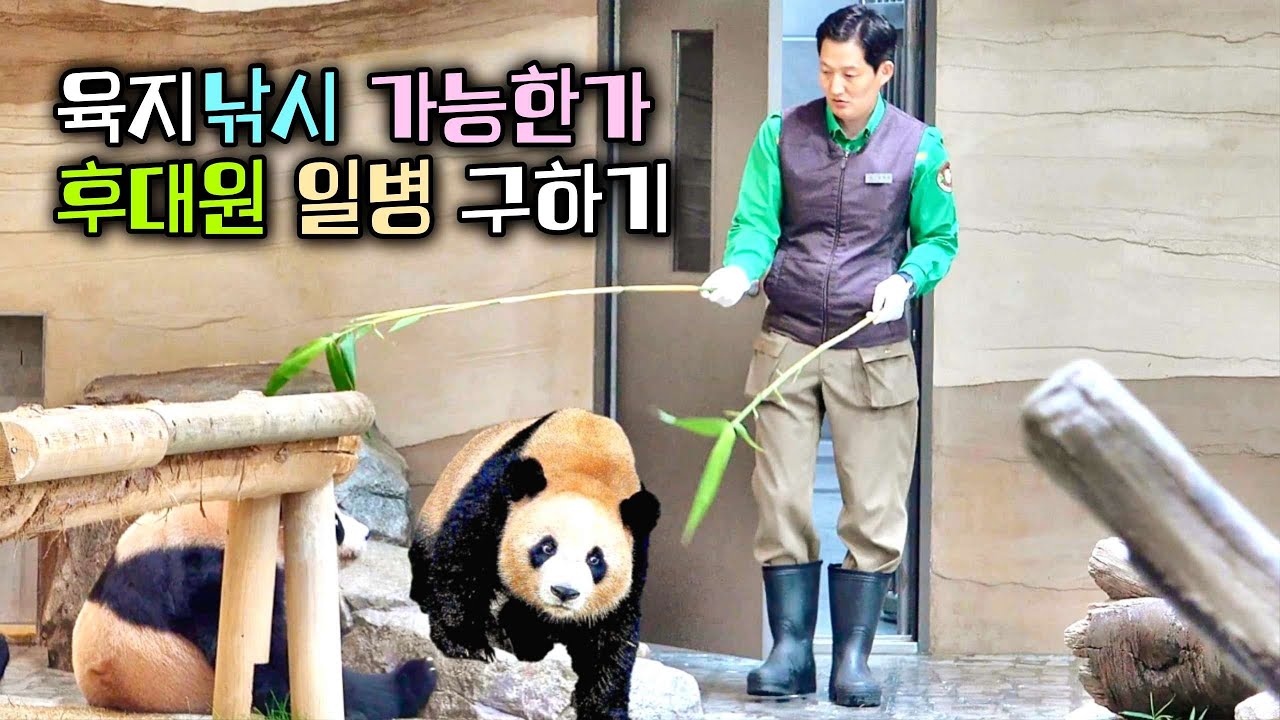 빵 터진 후대원 지켜주러 가는 루대장 육지에서 루이바오 후이바오 낚시하는 할부지 (촘촘하고 끈쩍끈적한 자막)