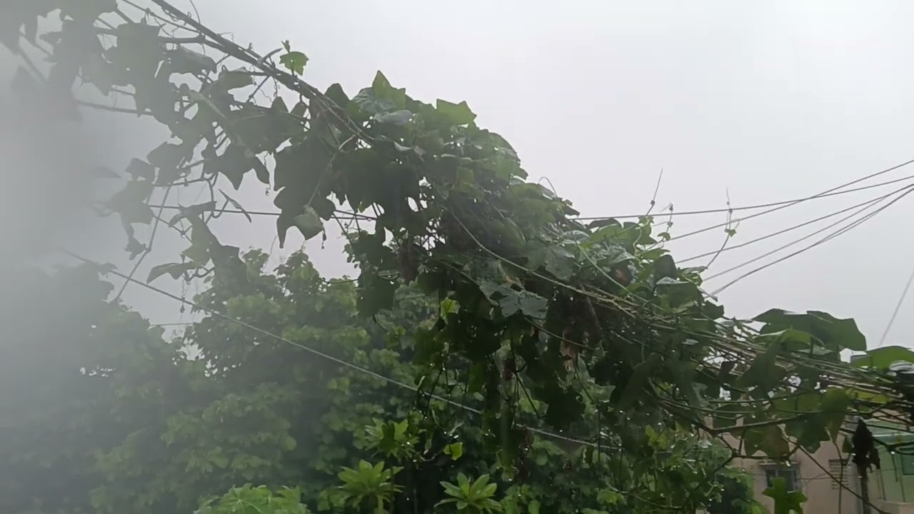 🌧️ Delhi in the Rain &mdash; A Little Magic in Every Drop! 🌿☔