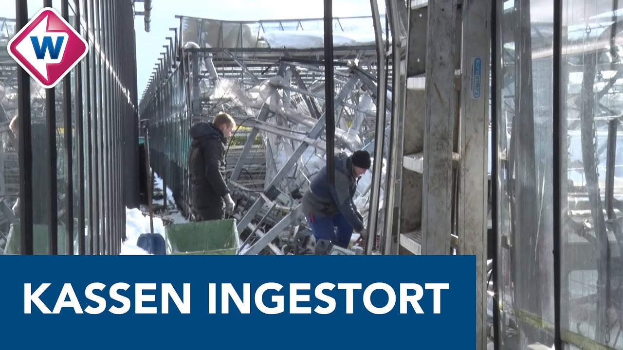 Hoe gaat het nu met de ingestorte kassen van Westlandse kwekers? - OMROEP WEST
